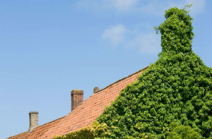 chimney-ivy-damage-image-westhampton-beach-ny-guaranteed-chimney-service
